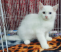 Persian High Quality Mixed Breed Kittens